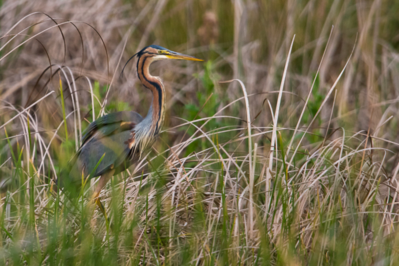 Purperreiger